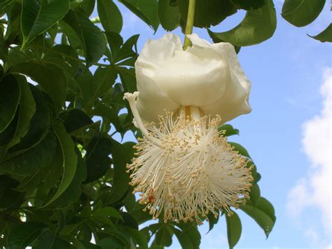 baobab tree flower | Baobab tree, Trees to plant, Baobab tree fruit