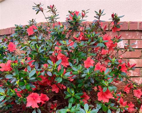 Fashion Azalea Azalea Plant Azalea Evergreen Shrub Red | Etsy