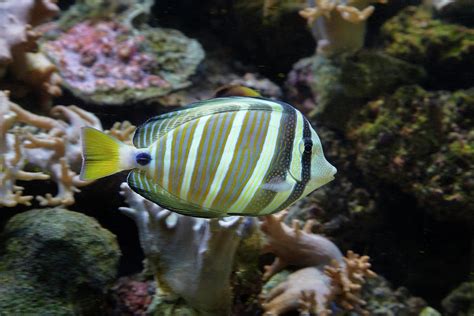 Sailfin Tang (zebrasoma Veliferum Photograph by David Wall - Fine Art America