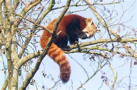 Red Panda Eating A Apple Asian Eat Tree Photo Background And Picture For Free Download - Pngtree