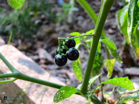 Nightshade Berries | 8/24/2011 | HannahAradia | Flickr