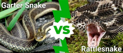 Garter Snake vs Rattlesnake: 5 Key Differences - A-Z Animals