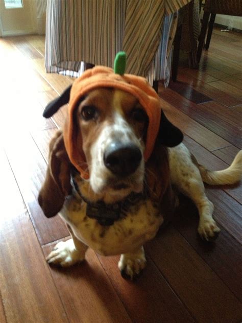 Pin by Christine Emond on Basset Hounds | Basset hound, Basset hound dog, Bassett hound