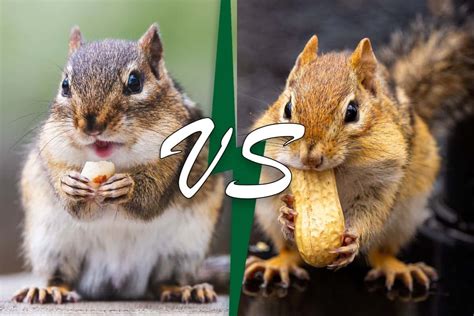 Chipmunk Vs Squirrel (10 Differences) - Wildlife Informer