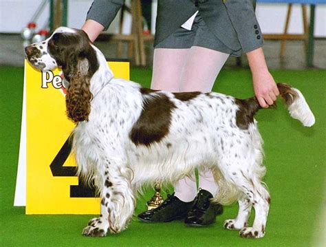 Springer Spaniel Grooming: A Guide With Haircut Pictures