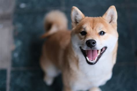 Shiba Inu Breeders In Ontario: 5 Best Choices