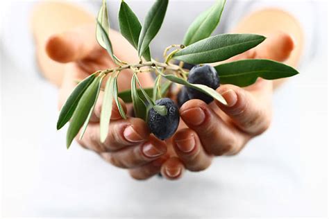 Olive Tree Symbolism – Friendship And Peace – Spiritual Unite