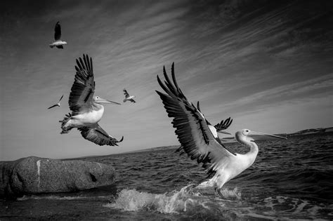 animals nature birds wallpaper - Coolwallpapers.me!