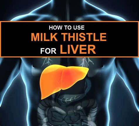 Does Milk Thistle Help Your Liver? How To Use It In 2025