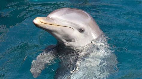 30 Interesting facts about dolphin fish – Factins