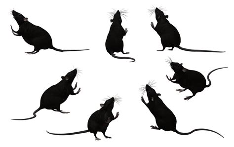 Rat Silhouette Clip Art - Cliparts.co