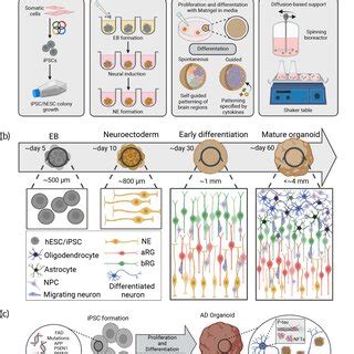 Engineering brain organoids for modeling AD. (a) Schematic illustration ...