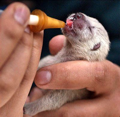 Baby Wolverines Start Out Cute - Baby Animal Zoo