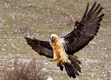 bearded vulture wingspan (Gypaetus barbatus) | Vultures | Pinterest | Image search, Love and Red