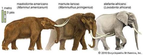 quais sao as diferenças que podem ser observadas entre o mamute, animal extinto, e o elefante ...