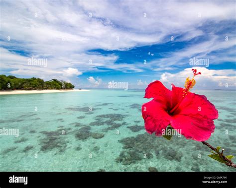 Hibiscus flower framing the crystal ocean next to an empty beach of a lovely island Stock Photo ...