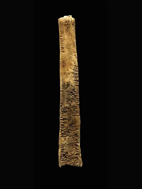 Ishango Bone | The Smithsonian Institution's Human Origins Program