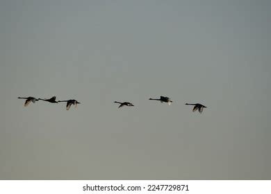 23,940 Swan Flying In Stock Photos, Images & Photography | Shutterstock