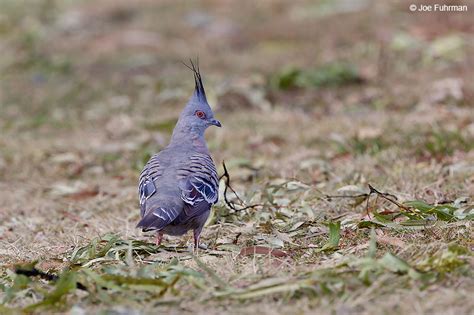 Crested Pigeon – Joe Fuhrman Photography