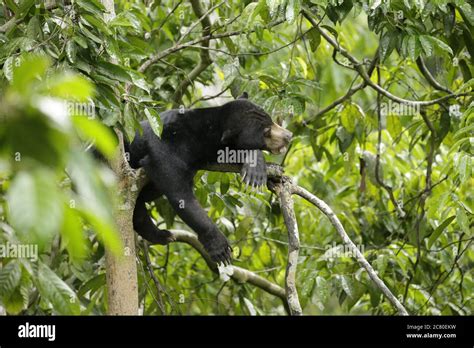 Sun bear sunbear sanctuary sepilok wildlife vulnerable threatened species sepilok Sabah Borneo ...