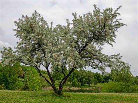 What Is A White Willow Tree - Learn About White Willow Cultivation | Gardening Know How