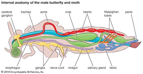 butterfly: internal anatomy of male butterfly -- Kids Encyclopedia ...