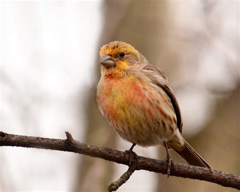 Colorful Male House Finch - Birds and Blooms