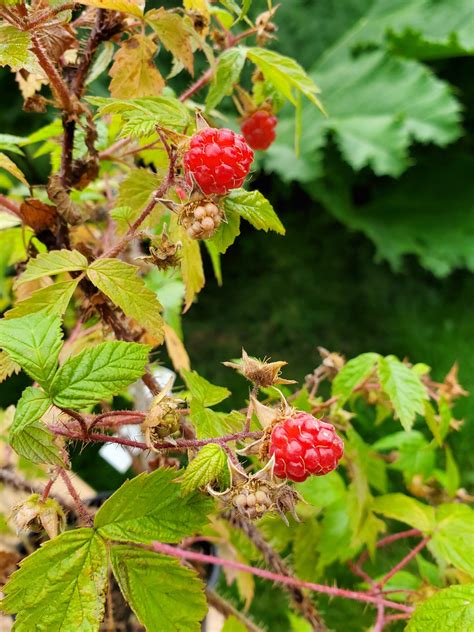 Wild Red Raspberry - Plan Bee Native Plants