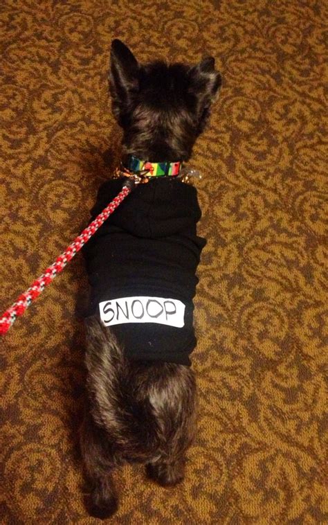 Snoop Dog costume #NoShameInHalloween | Dog costumes, Dog costume, Snoop dog