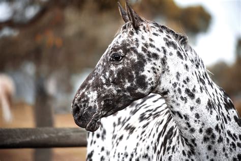 Spot the Difference: The Appaloosa and Knabstrupper - Hoofpick Life