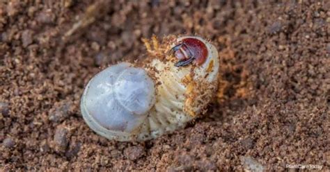 Organic Grub Control: Guide to Getting Rid Grubs Naturally