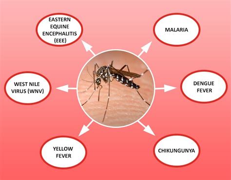 Mosquito control in coimbatore | Eco Pest Control People