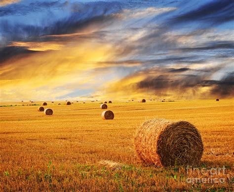 Golden Sunset Over Farm Field With Hay Bales Photograph by Elena Elisseeva