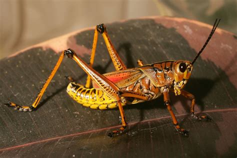 species identification - Can anyone identify this locust / grasshopper in Florida, USA ...