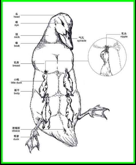 Duck Anatomy Diagram - Anatomy Book