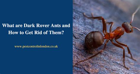 What are Dark Rover Ants and How to Get Rid of Them? | Pest Exterminators