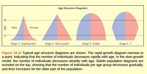 Solved: Figure 19.11 Age structure diagrams for rapidly growing, s ...