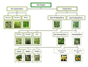 Montessori Plant Kingdom Chart by Montessori Tails | TPT