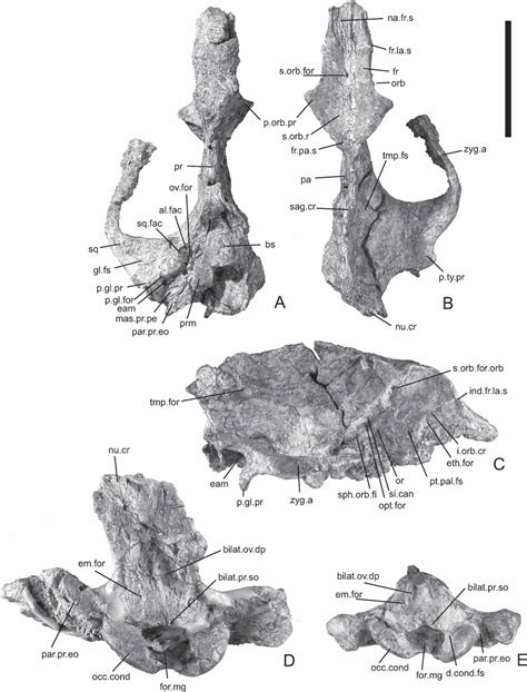 Pakicetid cranial anatomy. A, Pakicetus attocki, cranium, H-GSP 96623,... | Download Scientific ...