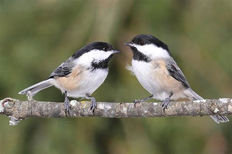 The Chickadee Nest: Chickadee Nesting Habits - Daily Birder