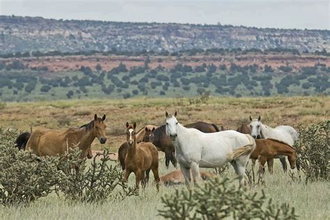 Bell Ranch (New Mexico) - Alchetron, the free social encyclopedia