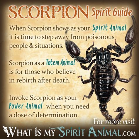 Scorpion Symbolism & Meaning | Spirit, Totem, & Power Animal | Spirit ...