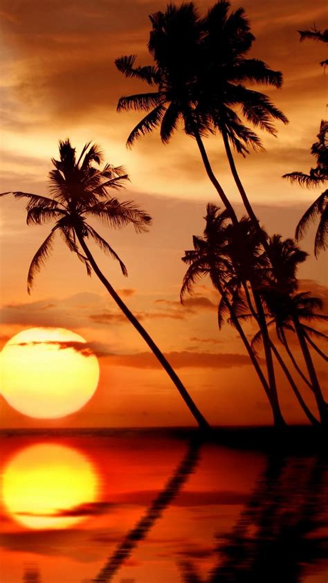 Sunset Palm Tree Wallpapers - Wallpaper Cave