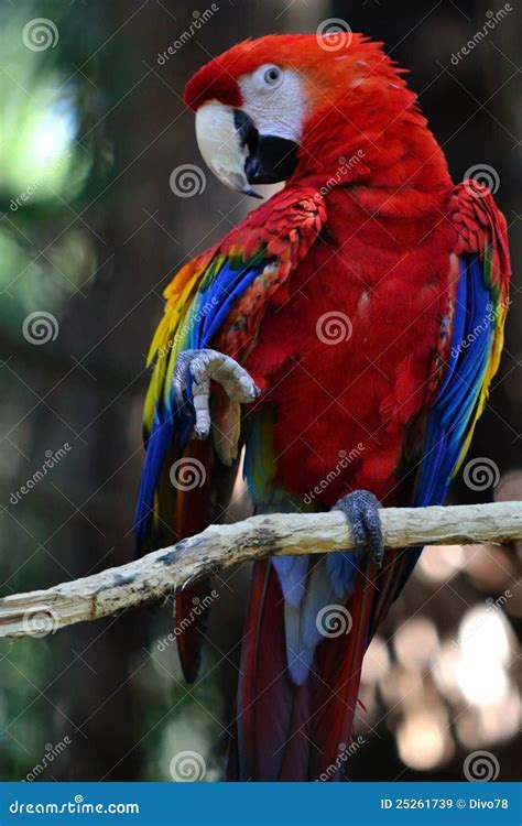 Parrot Dance stock image. Image of tropic, tropical, dancing - 25261739