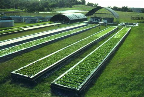 Patrick: Aquaponic gardening hawaii