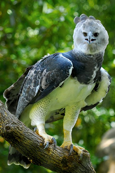 Harpy eagle: The 'jaguar' in the air - CGTN