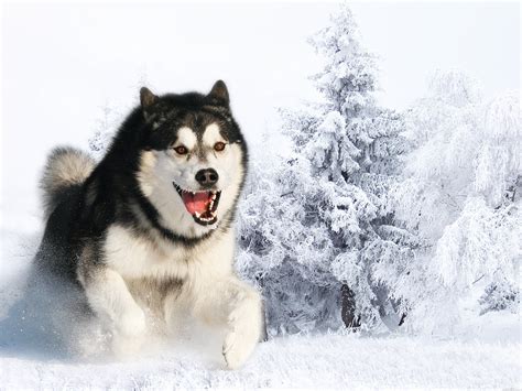 Black and white Siberian Husky HD wallpaper | Wallpaper Flare