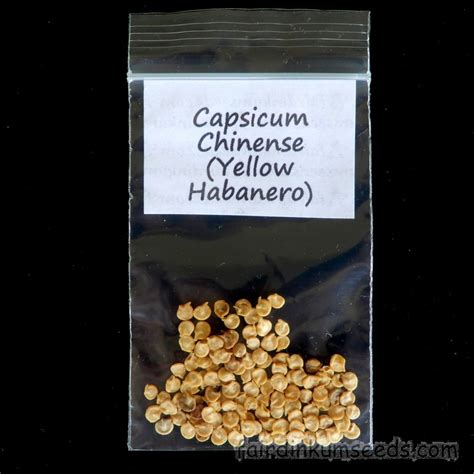 Yellow Habanero Chilli Capsicum Chinense Seeds | Fair Dinkum Seeds