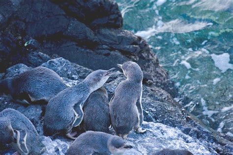 White-flippered penguins (variant of the Little penguin) socializing on the rocks waiting for ...