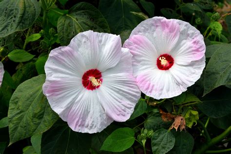 Jumbo Hibiscus Flower Free Stock Photo - Public Domain Pictures